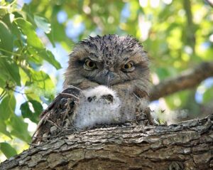 Why do the Tawny Frogmouths resemble a tree branch?