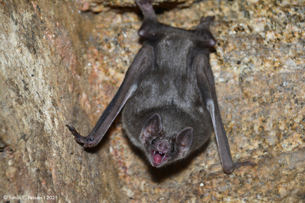 Killer Bats Of The Amazon (Documentary)