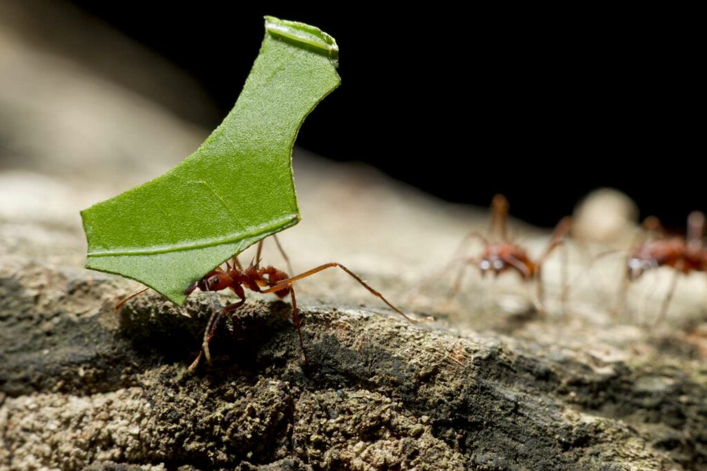 How do leaf cutter ants farm fungi?