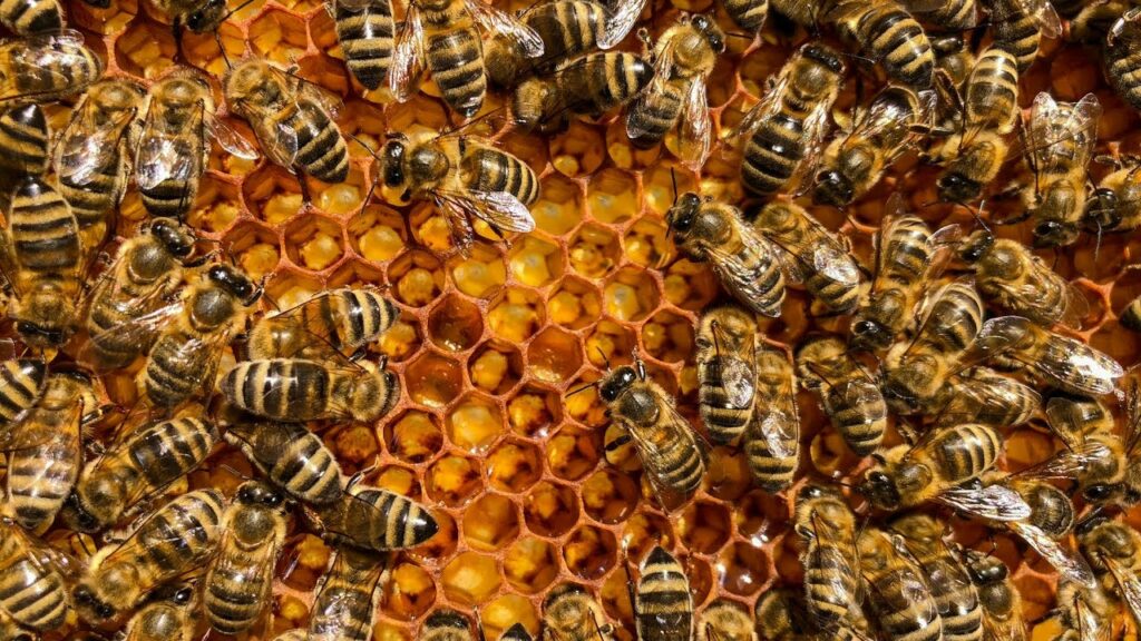 How do bees exhange informations?
