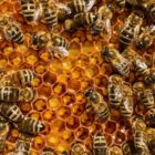 How do bees exhange informations?