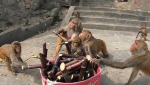 Do monkeys get drunk with fermented sugar cane?