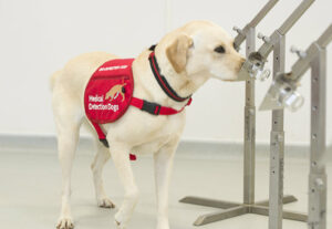Can dogs detect human deseases?
