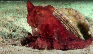 The Insane Biology of: The Octopus (Documentary)