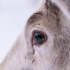 Do reindeers have eyes that change colour depending on the season?