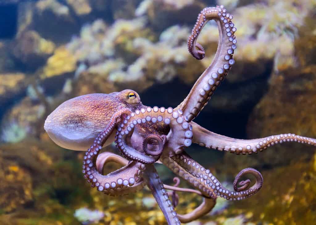 How does the octopus communicate?