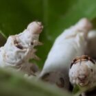 Sustainable silk fashion (Documentary)