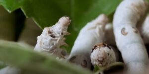Sustainable silk fashion (Documentary)