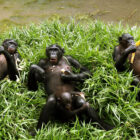 Do bonobo resolve conflicts with sex?