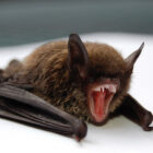 Can a vampire bat kill a human?