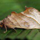 Do Calyptra thalictri moths drink blood?