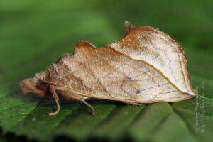 Do Calyptra thalictri moths drink blood?