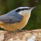 Why do Red-breasted Nuthatches cover the entrance of their nests with resin?