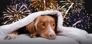 Why are animals scared of fireworks?