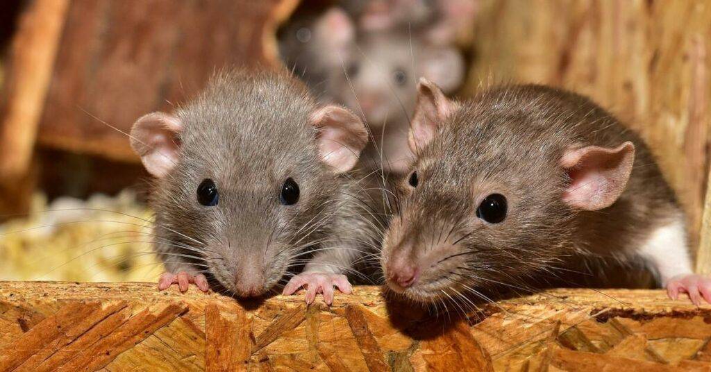 Why rats experience activity anorexia?