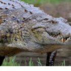 Capturing Gustave, The Killer Crocodile (Documentary)