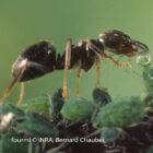 How do acrobat ants farm aphids?