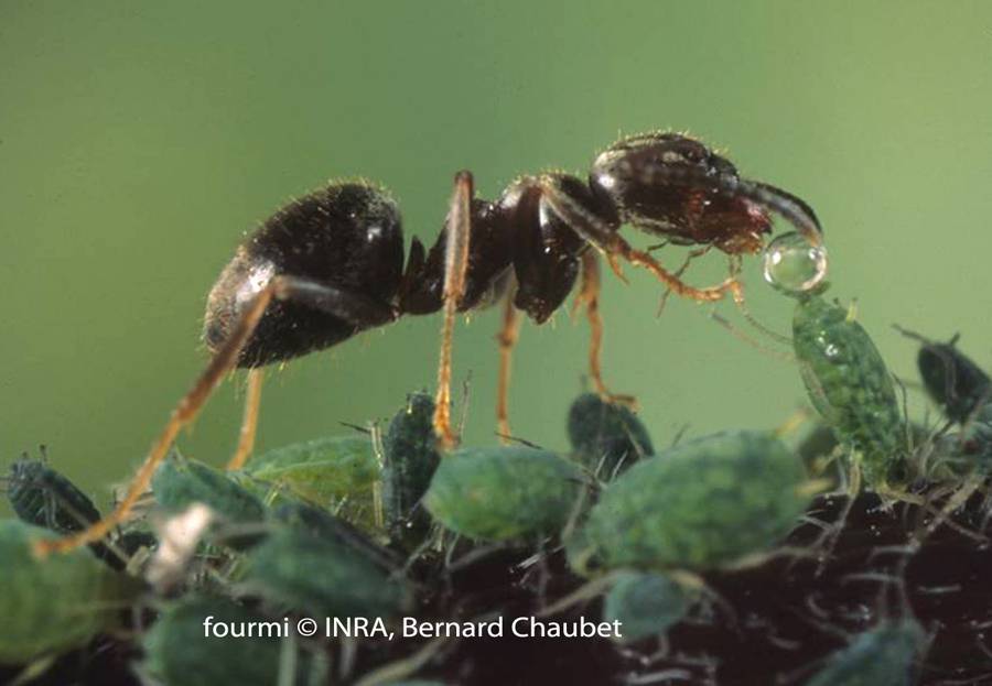 How do acrobat ants farm aphids?