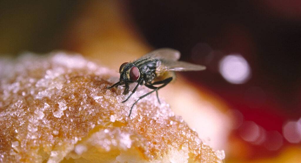 Why do house flies regurgitate on food?