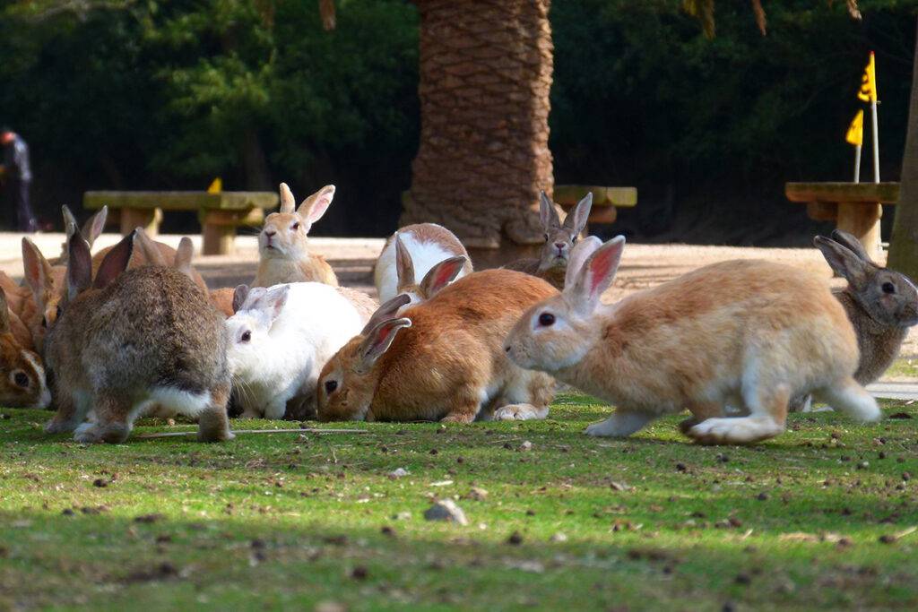 Ohkunoshima: the Island of Rabbits