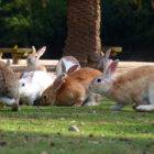 Ohkunojima: the Island of Rabbits