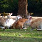 Ohkunoshima: the Island of Rabbits