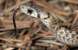 Why do snakes wiggle their head?