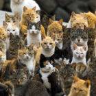 Aoshima: Cat Island