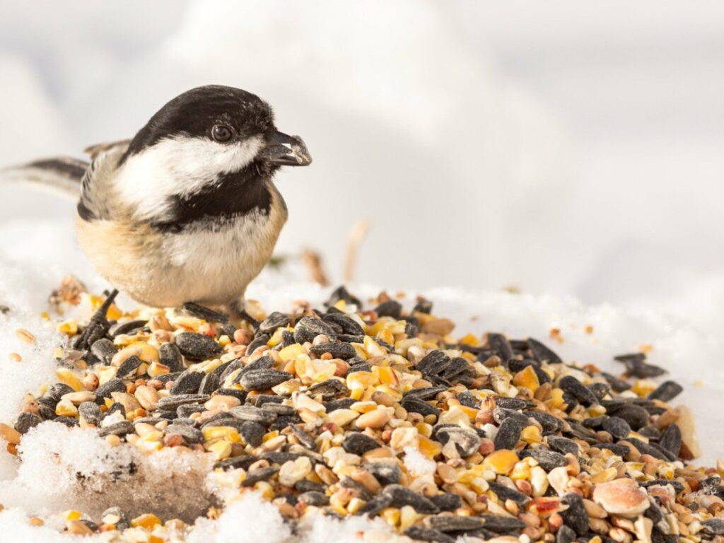 Why do some birds weight the seeds they eat?