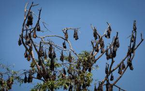 Why do bats sleep upside down?