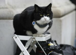 Chief Mouser: defending Downing Street from rodents