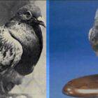 Cher Ami, the war pigeon