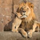 Why do male lions kill cubs?
