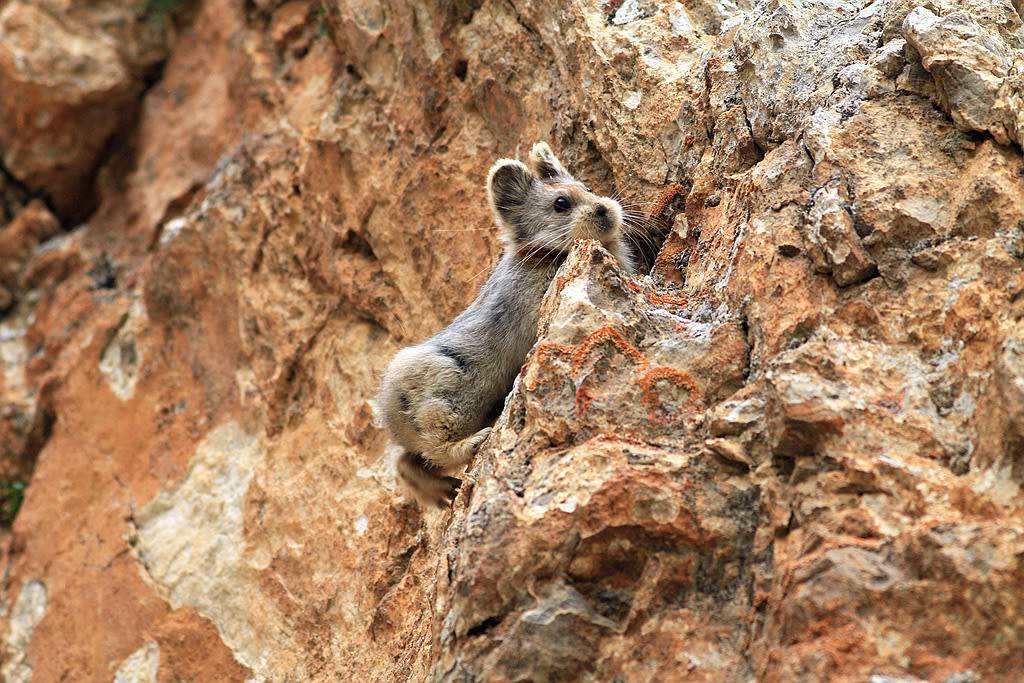 Why is the Ili pika disappearing?