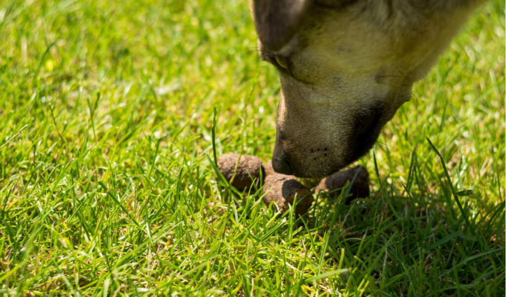 The behavior of dogs eating their own or other animals' poop, known as coprophagia, can be both concerning and puzzling for pet owners. 
