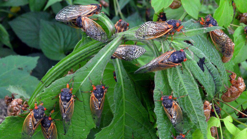 The 2021 Periodic Cicada Emergence
