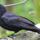 Do crows hold grudges?
