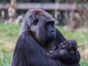Why is the newborn gorilla at London Zoo a good news?
