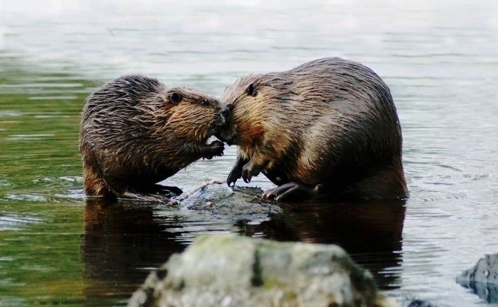 Beavers: Building a Life Together