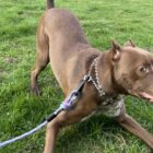 Why does my dog get the "zoomies"?
