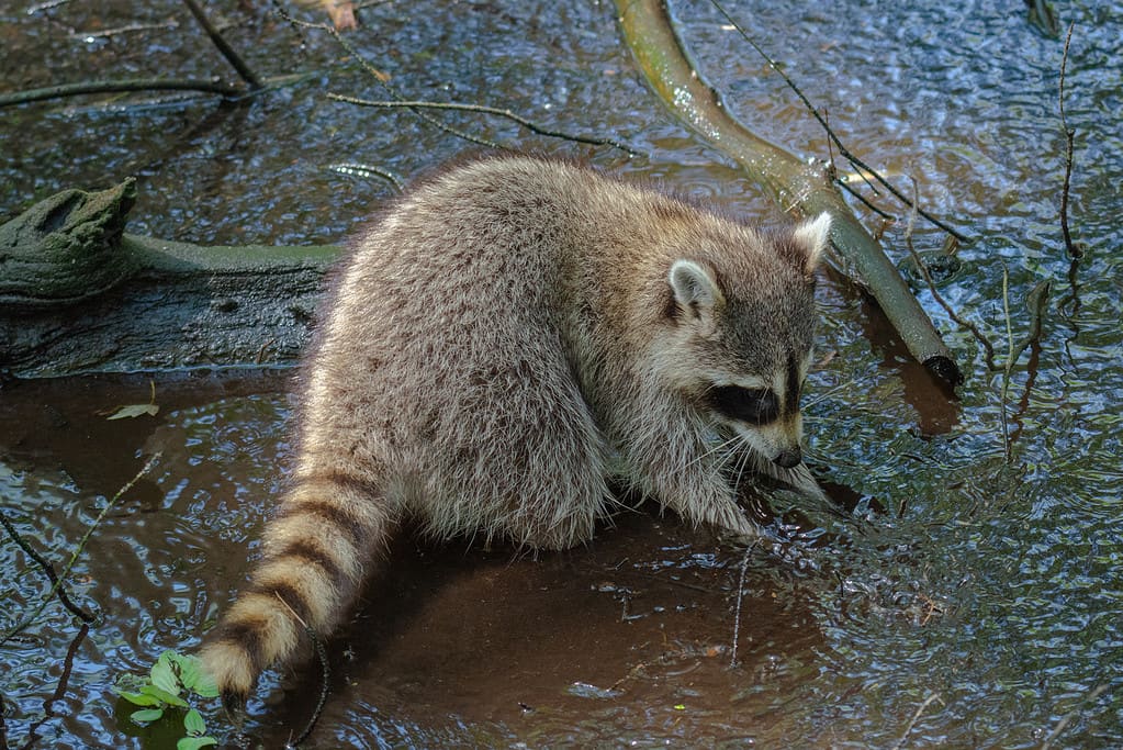 Why do raccoons wash their food?