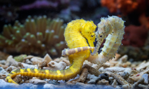 Are seahorses monogamous?