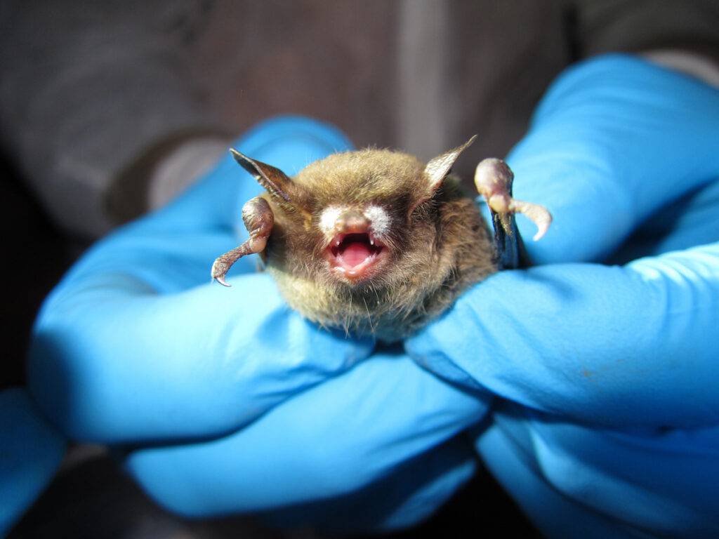 Fighting White-Nose Syndrome to save tricolored bats