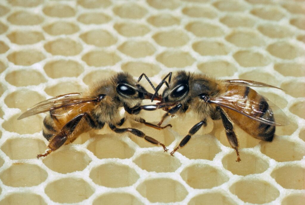 Trophallaxis, a central form of communication and cooperation among bees, involves the exchange of food and information through mouth-to-mouth feeding. 