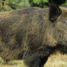 Why is the Wild Boar so feared?