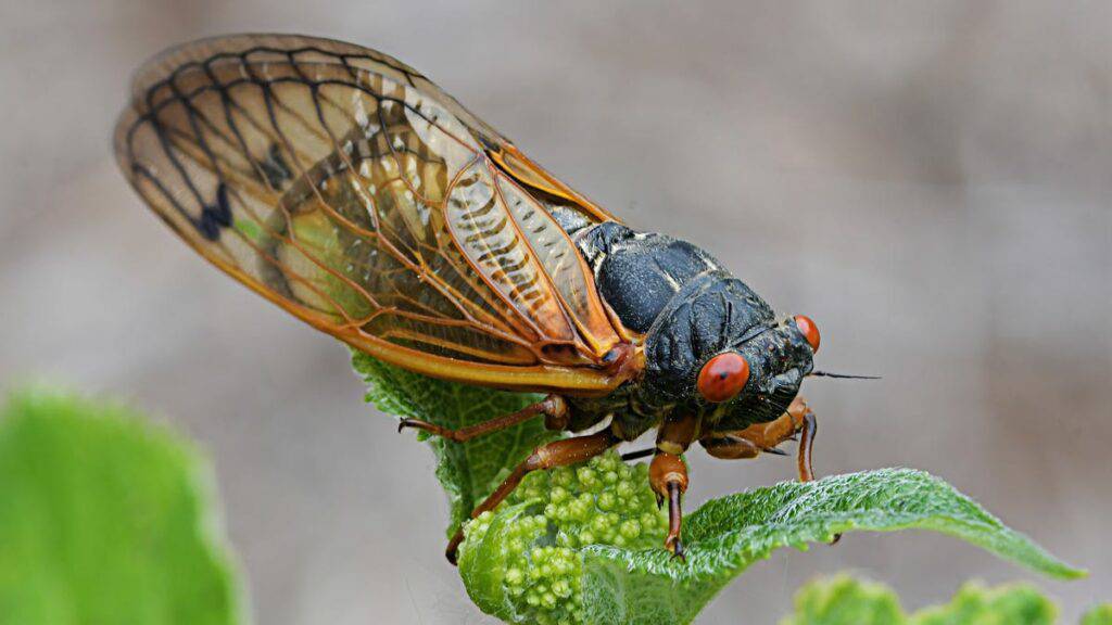 Why the 2024 Periodic Cicada Emergence is a big thing