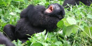 Do Apes Like To Tease And Joke?