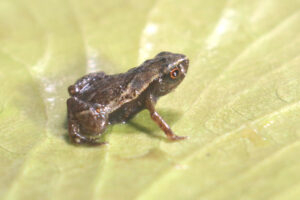 Brachycephalus pulex holds the title of the tiniest anuran amphibian and the world's smallest vertebrate.