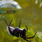 Why do diving bell spider create bells?