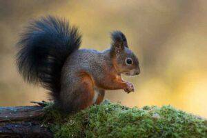 Into the Forest Canopy: The Red Squirrel